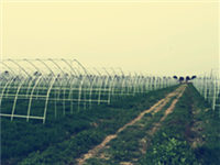 簡易單體塑料溫室大棚 葡萄種植大棚