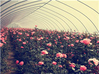 簡易單體塑料溫室大棚 養(yǎng)雞大棚