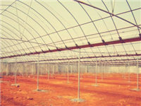 連體(連棟)塑料溫室大棚 葡萄種植大棚