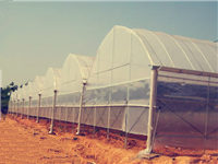 連體(連棟)塑料溫室大棚 養(yǎng)雞大棚